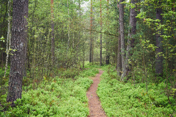 las,leśna ścieżka,wiosna 