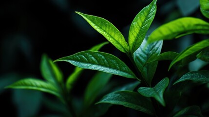 Close-up of Fresh Green Leaves with Textured Surface and Soft Lighting in a Dark Background Ideal for Nature Themes and Botanical Illustrations
