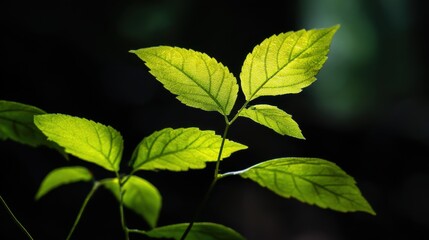 Bright Green Leaves Illuminated by Sunlight with Dark Background Showcasing Nature's Beauty and Delicate Texture of Foliage in a Serene Environment