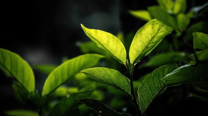 Close-up View of Fresh Green Leaves with Natural Light Highlighting Their Texture and Rich Color Against a Dark Background in Nature