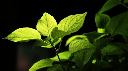 Bright Green Leaves Illuminated by Soft Light Highlighting the Textures and Shapes against a Dark Background Creating a Lively and Fresh Atmosphere in Nature