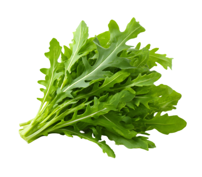 Arugula leaves bunch fresh green