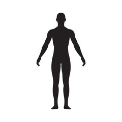 human male anatomy silhouette