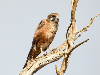Brown Falcon (Falco berigora) in Australia