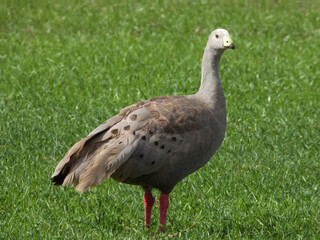 Cape Barren Goose (Cereopsis novaehollandiae) in Australia
