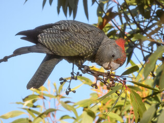 Gang-Gang Cockatoo (Callocephalon fimbriatum) in Australia