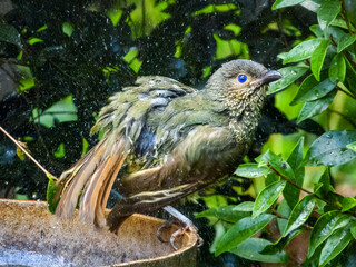 Satin Bower Bird (Ptilonorhynchus violaceus) in Australia