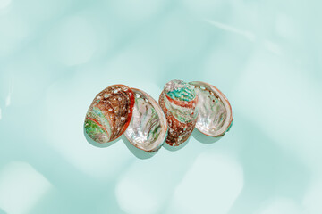 Abalone seashells floating on clear turquoise water with sun glare and waves. Shells of natural...