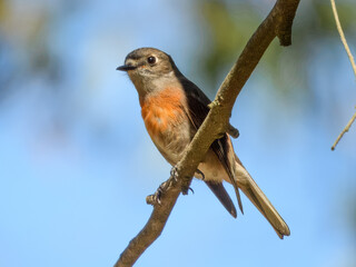 Female Scarlet Robin (Petroica boodang) in Australia