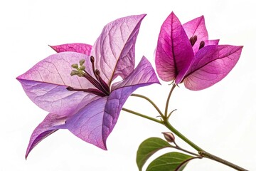Obraz premium Bougainvillea flower isolated on white background 