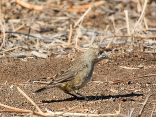 Southern Whiteface (Aphelocephala leucopsis) in Australia