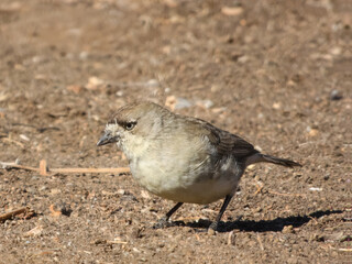 Southern Whiteface (Aphelocephala leucopsis) in Australia