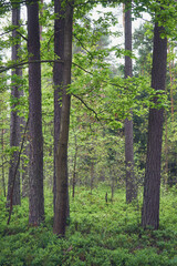 las,wiosna  © Marcin Łazarczyk