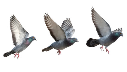 Pigeons Flying Sequence