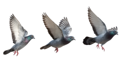 Pigeons Flying Sequence