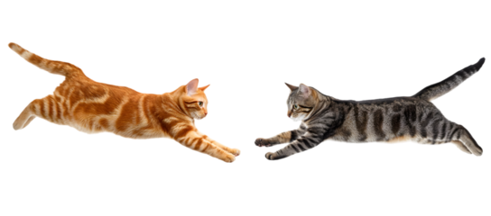 Two playful cats leaping towards each other