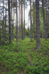 las,leśna ścieżka,wiosna 