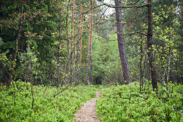 las,leśna ścieżka,wiosna 