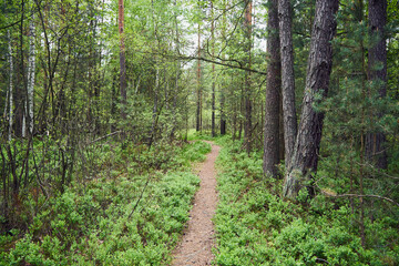 las,leśna ścieżka,wiosna 