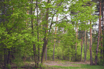 las,wiosna  © Marcin Łazarczyk