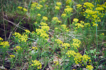 Wilczomlecz lancetowaty, Euphorbia esula L.