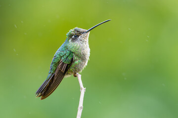 The Talamanca hummingbird or admirable hummingbird, Eugenes spectabilis, female