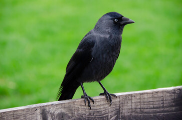 The western jackdaw ( Coloeus monedula ), also known as the Eurasian jackdaw , European jackdaw or...