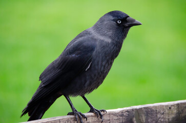 The western jackdaw ( Coloeus monedula ), also known as the Eurasian jackdaw , European jackdaw or simply jackdaw , is a passerine bird in the crow family