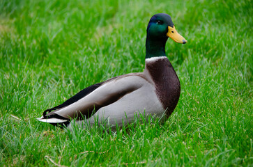 The male mallard duck (Anas platyrhynchos) is an elegant aquatic bird with vibrant plumage. It lives in rivers and lakes, and stands out for its adaptation and agile flight.