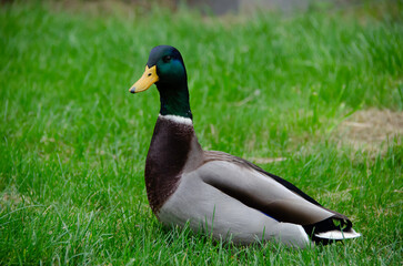 The male mallard duck (Anas platyrhynchos) is an elegant aquatic bird with vibrant plumage. It lives in rivers and lakes, and stands out for its adaptation and agile flight.