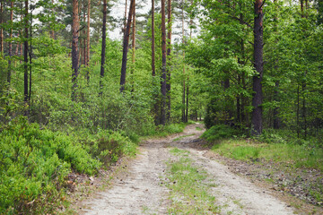 las,leśna droga,wiosna 