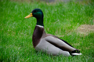 The male mallard duck (Anas platyrhynchos) is an elegant aquatic bird with vibrant plumage. It lives in rivers and lakes, and stands out for its adaptation and agile flight.