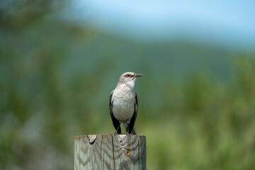 Northern mockingbird perched on a wooden post with a blurred green background