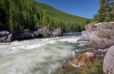 Altai river Chulyshman. On the river banks there is siberian larch taiga forest.