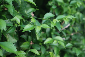 A close-up view of vibrant green leaves from an Acalypha siamensis plant, showcasing their serrated edges and fresh appearance within a dense bush.