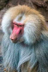 Portrait of a baboon. Vertical format.