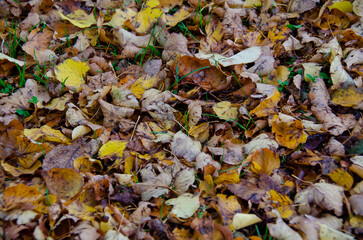 Trees with their leaves in European Autumn