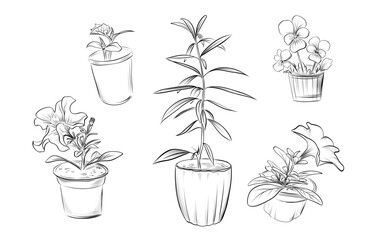 Indoor flowers leaves and potted plants vector