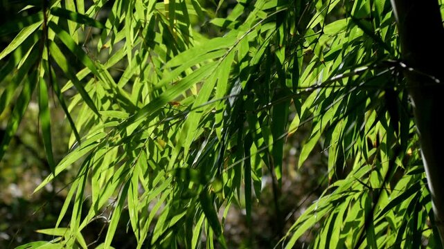 Bamboo Beauty