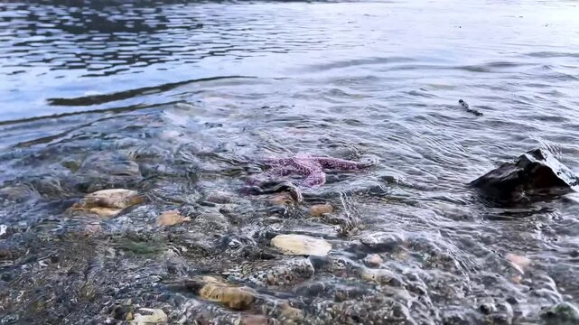 Red starfish on the shore. Light waves carry it back into the water.