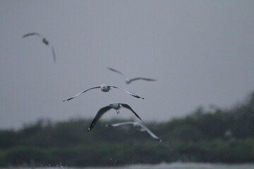 Sri Lankan Birds in Mannar, Sri Lanka 