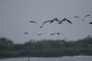 Sri Lankan Birds in Mannar, Sri Lanka 
