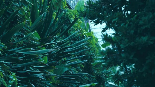 A quiet alley of tropical banana and mango and other exotic plants and trees with dark and light green leaves and shaped crowns. Shot in motion. Follow focus