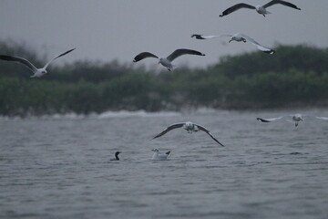 Sri Lankan Birds in Mannar, Sri Lanka 