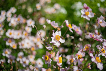 Colorful anemone flowers sway gently in a breezy spring garden, showing off their beauty and charm