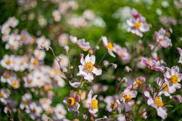 Delicate pink and white flowers bloom, adding charm and beauty to the garden
