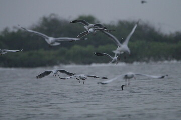 Sri Lankan Birds in Mannar, Sri Lanka 