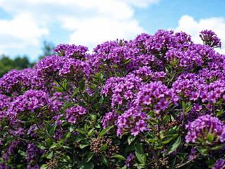 Obraz premium purple flowers in the garden