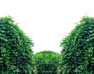 green ivy plants on a transparent background, Green ivy foliage grows on a wall, a natural plant texture in a summer garden environment, Lush green vines and foliage creating a natural landscape, 