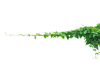 Obraz premium Vibrant Green Ivy Vine Against a White Backdrop, Green branch of a plant with fresh leaves isolated on a white background, embodying natural growth and spring foliage